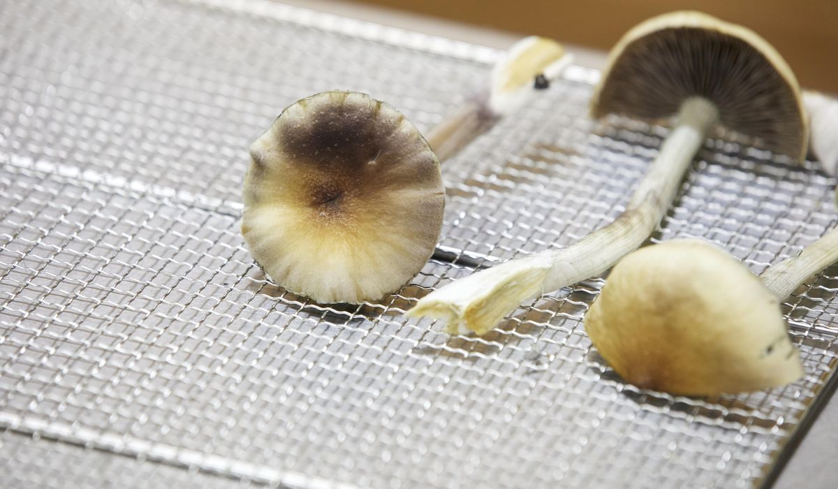 New York forest rangers rescue hikers high on psychedelic mushrooms