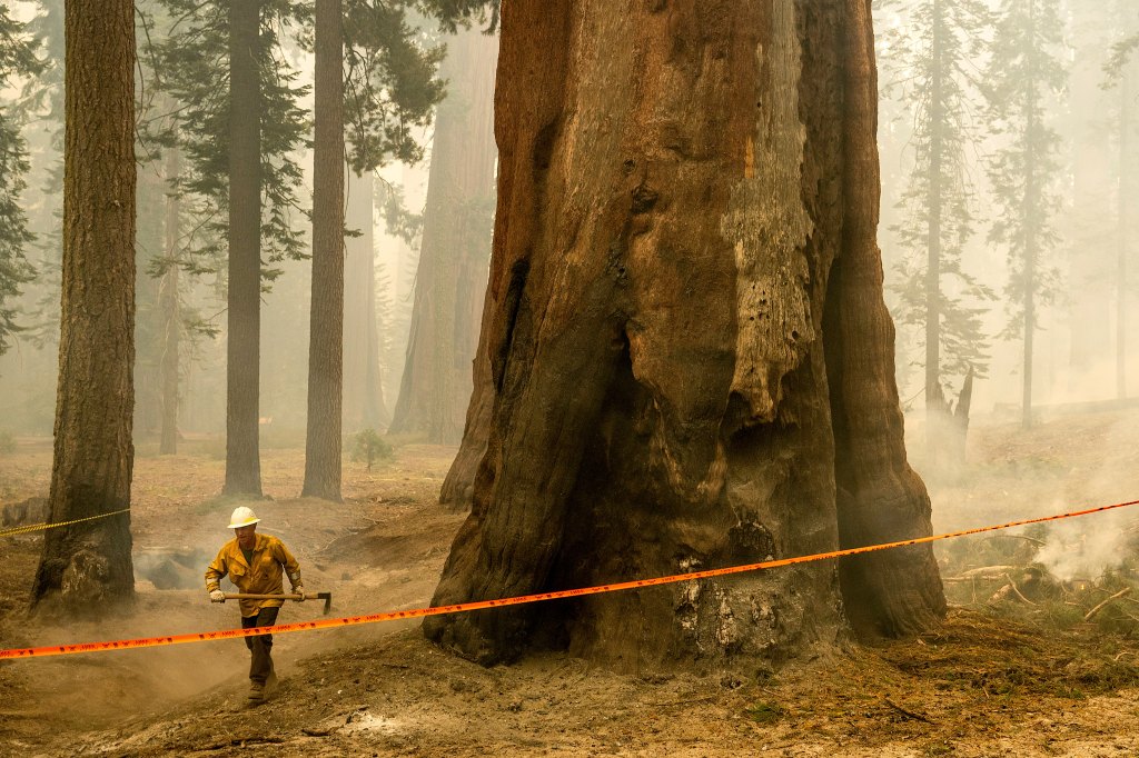 Firefighters who drop from the sky will climb from ground in bid to save giant sequoias in Sierra from Garnet Fire