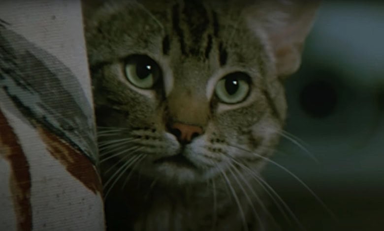 ‘Stephen King’s Cat’s Eye’ – When King Ruled Pop Culture